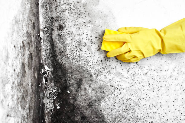 Best Toxic Mold Removal  in Bolivar Peninsula, TX