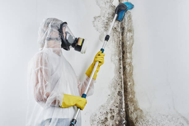 Best Mold Testing  in Bolivar Peninsula, TX