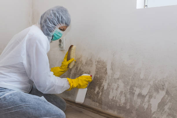 Best Home Mold Removal  in Bolivar Peninsula, TX