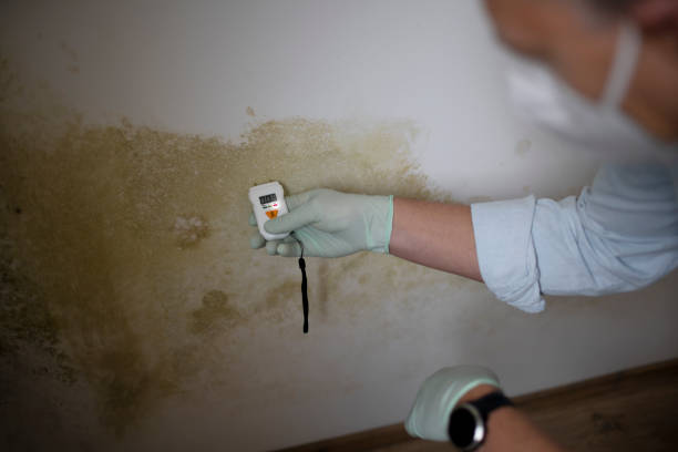 Best Professional Mold Removal  in Bolivar Peninsula, TX