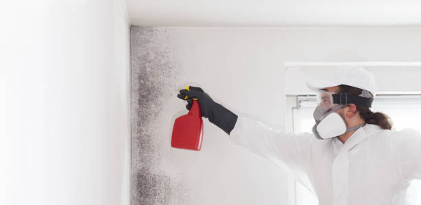 Best Certified Mold Removal  in Bolivar Peninsula, TX
