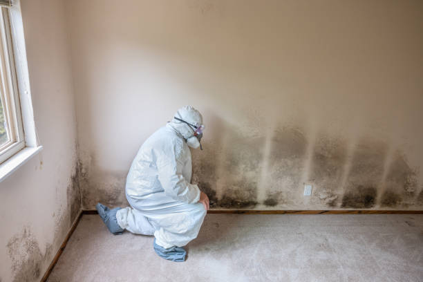 Trusted Bolivar Peninsula, TX Mold Removal Experts