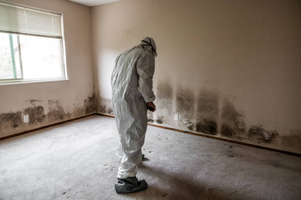 Best Home Mold Removal  in Bolivar Peninsula, TX